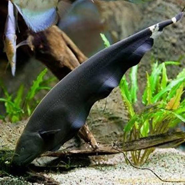 Bubble Fish Rsa RSB AQUATICS