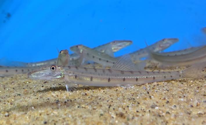 Horse face loach