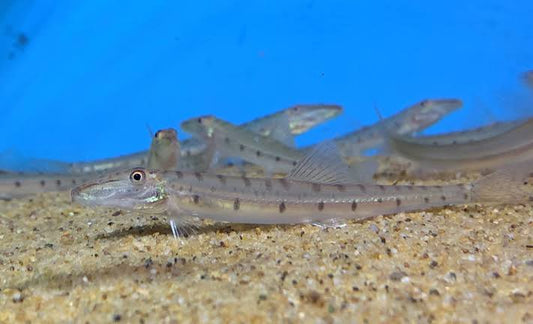 Horse face loach