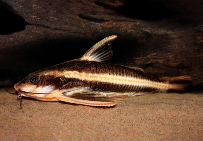 Large Raphael Catfish Raphael Striped Catfish – RSB AQUATICS