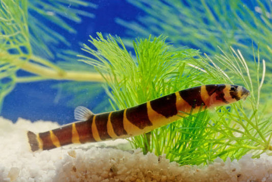 Giant Khuli Loach