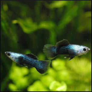 Panda Guppies