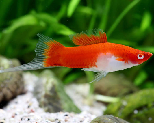 Kuhaku Lyretail Swordtail