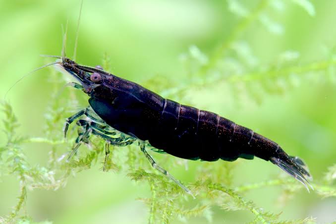 Black marble shrimp