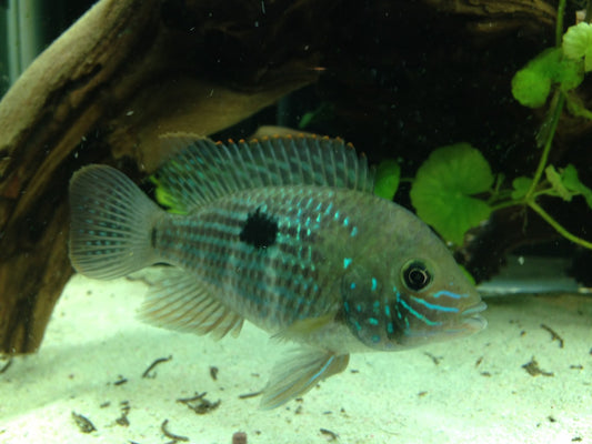 Green terror cichlid