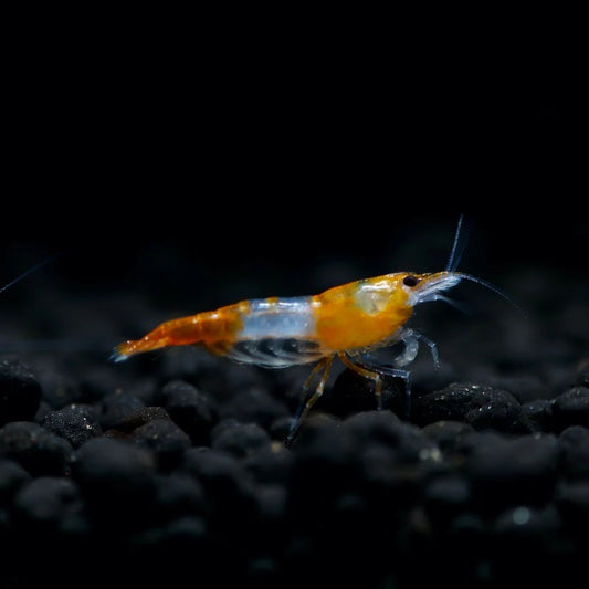 Orange Rilli Shrimp
