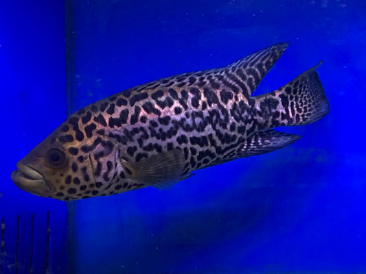 Jaguar Cichlid