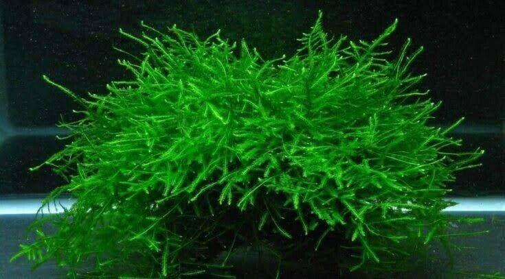 Java moss