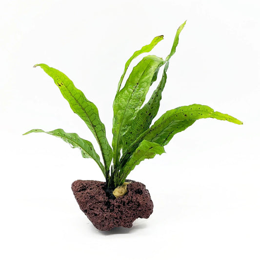 Java Fern on Lava Rock