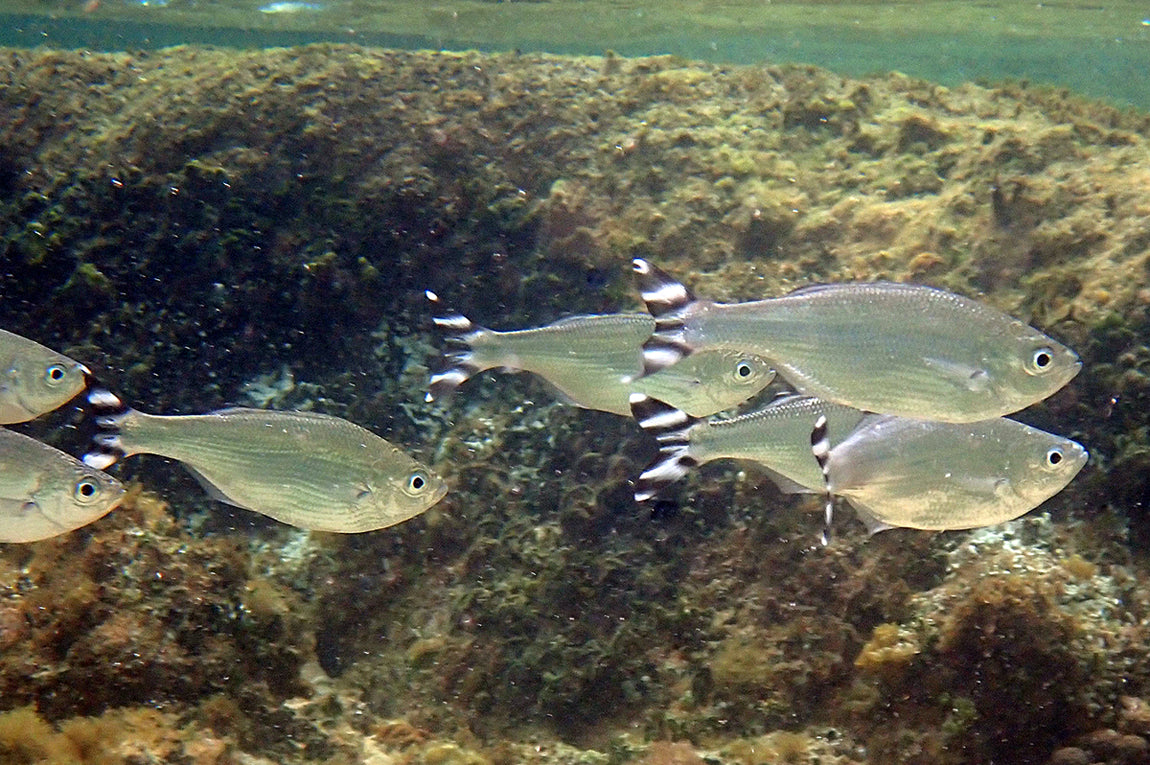 Barred flagtail