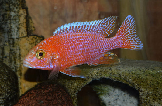 Dragonblood Cichlid