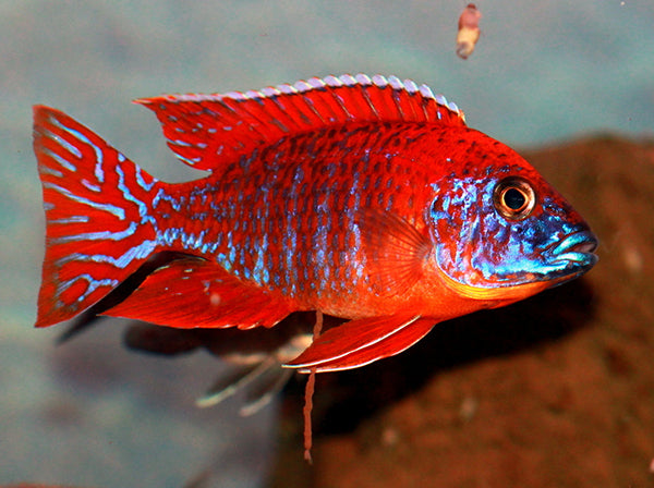 Red Rubin Cichlid