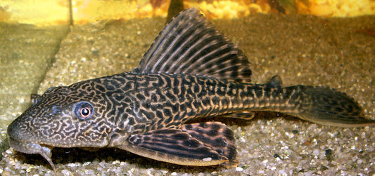 Pleco Black/ Goldens