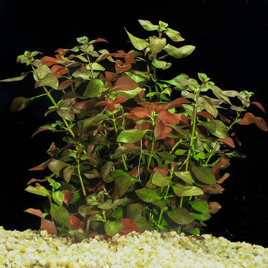 Ludwigia Repens