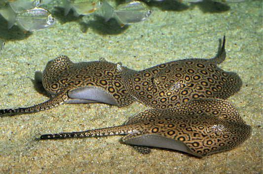 Montoro stingray