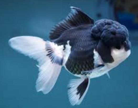 Panda Oranda L