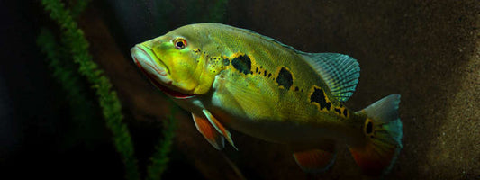 Peacock Bass Orinoco - 25 cm