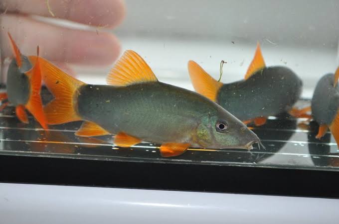 Red Tail Botia Loach 12 cm