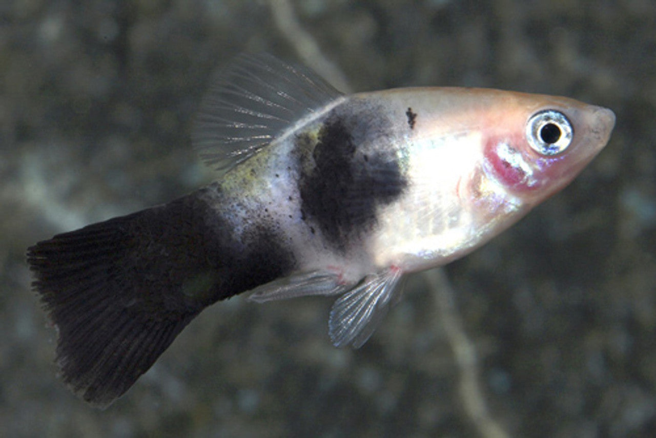 Panda Platy