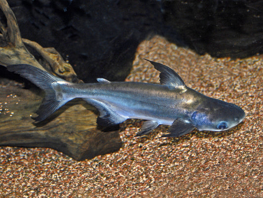 Hifin paroon Shark