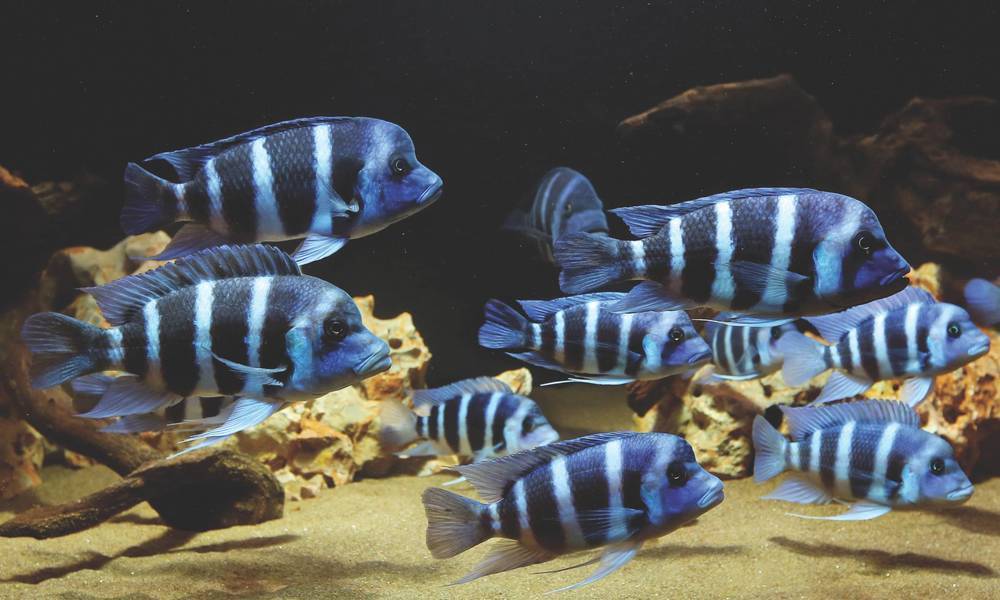 Frontosa adults