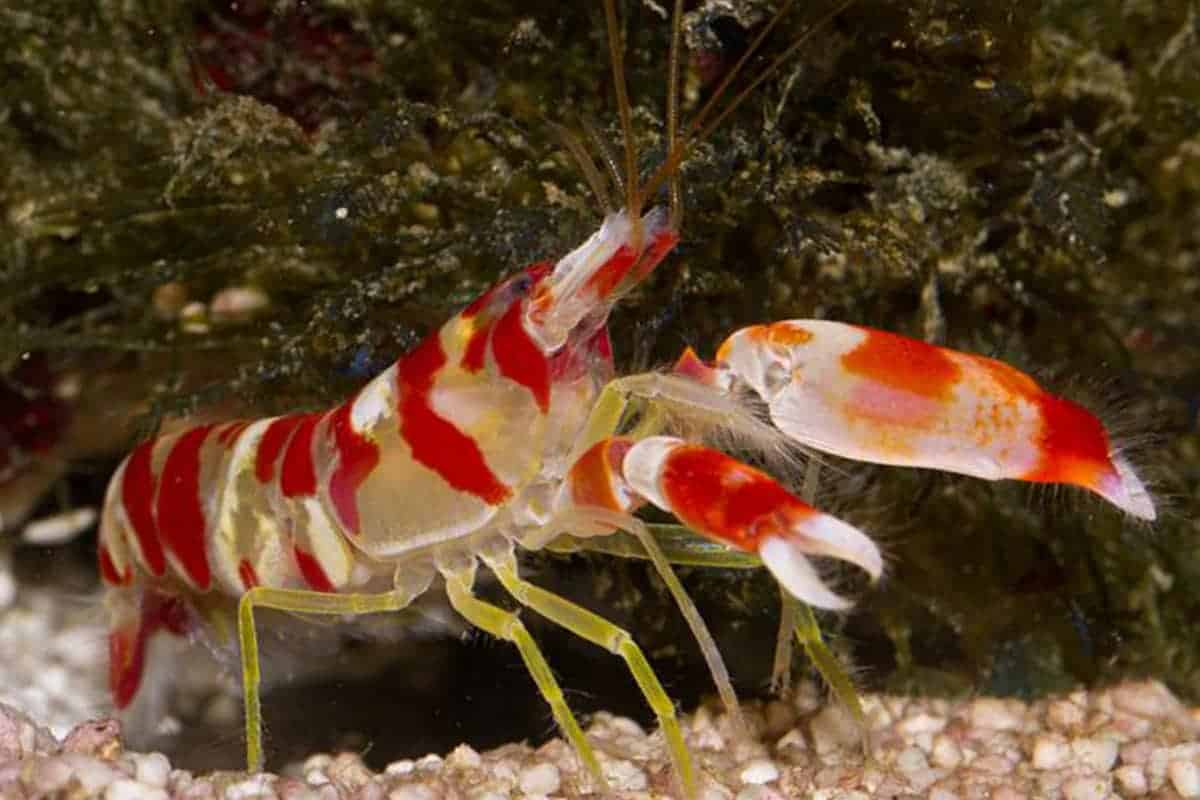 Pistol shrimp