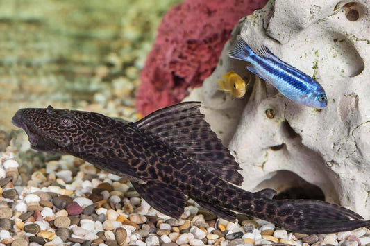 Plecostomus black