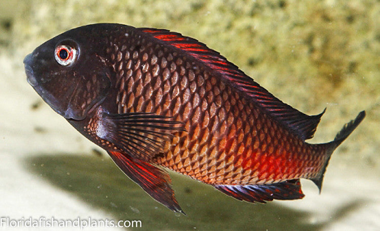 Fire cracker MOLIRO Medium – RSB AQUATICS