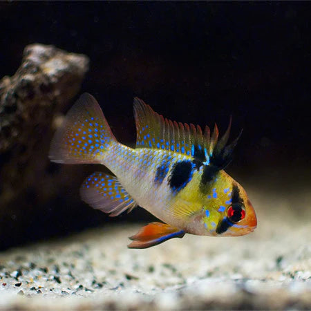 ramirezi papiliochromis