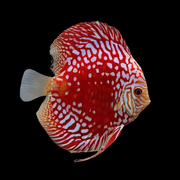 Stendker German Discus