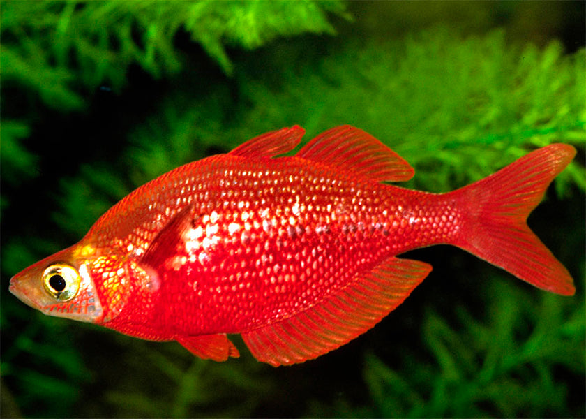 Red Rainbow fish