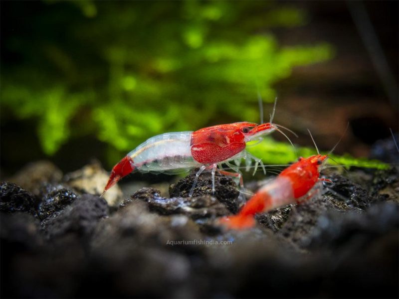 Red rilli shrimp