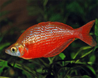 Red Rainbow fish