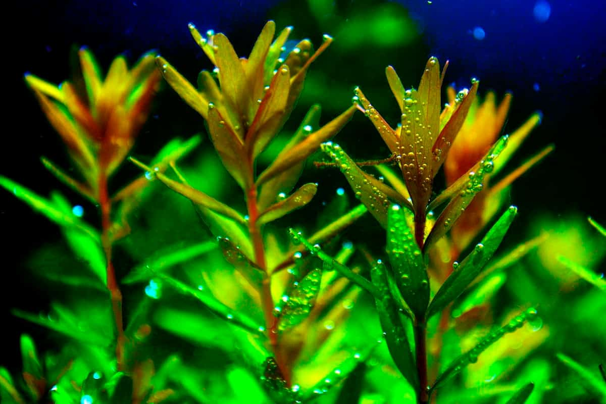 Rotala Rotundifolia