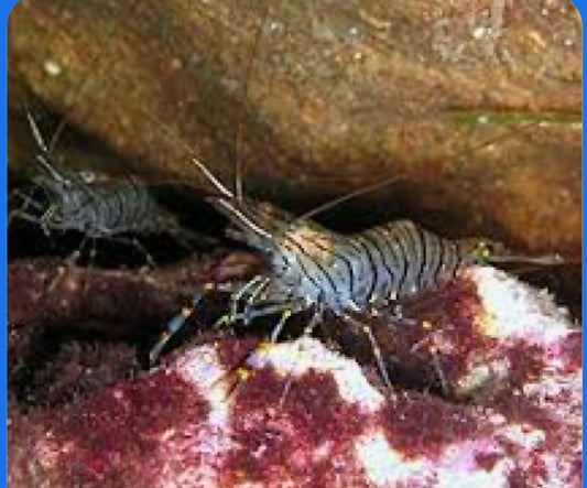 Zebra cleaner shrimp