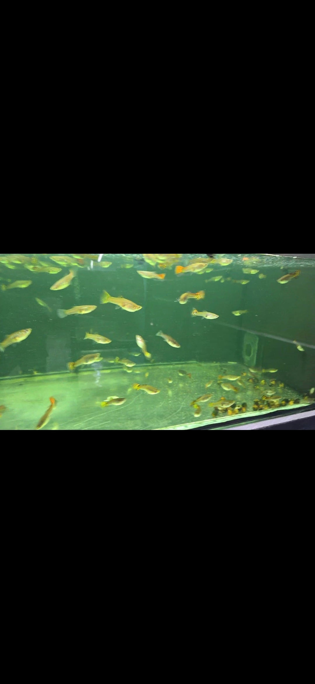 Jumbo guppys