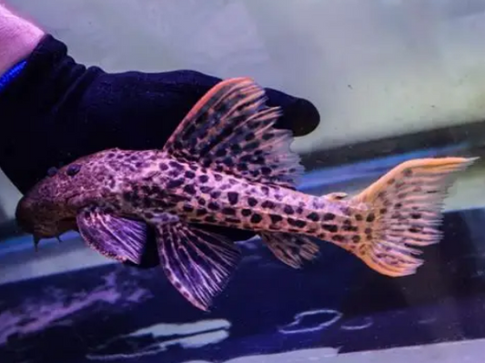 L025 Scarlet Cactus Pleco (Pseudacanthicus pirarara)