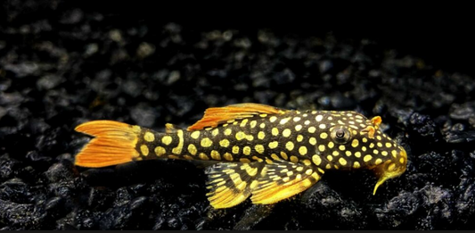 L014 sunshine pleco