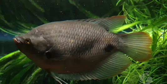 Giant Gourami (Osphronemus goramy)