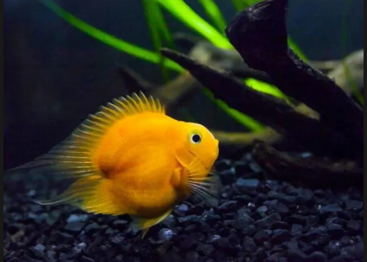 Heart shape yellow parrot