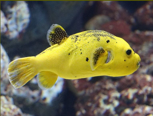 Puffer golden