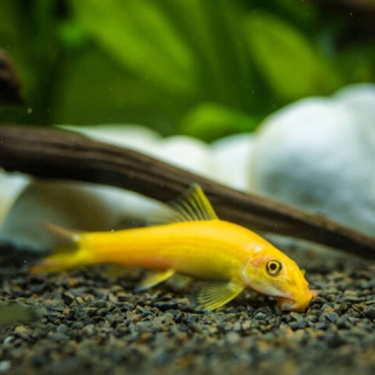 Algae eater