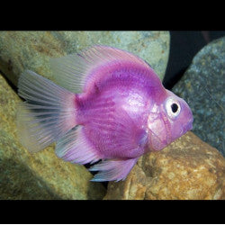 Parrot purple cichlid