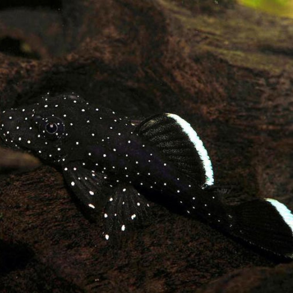 Starlight pleco