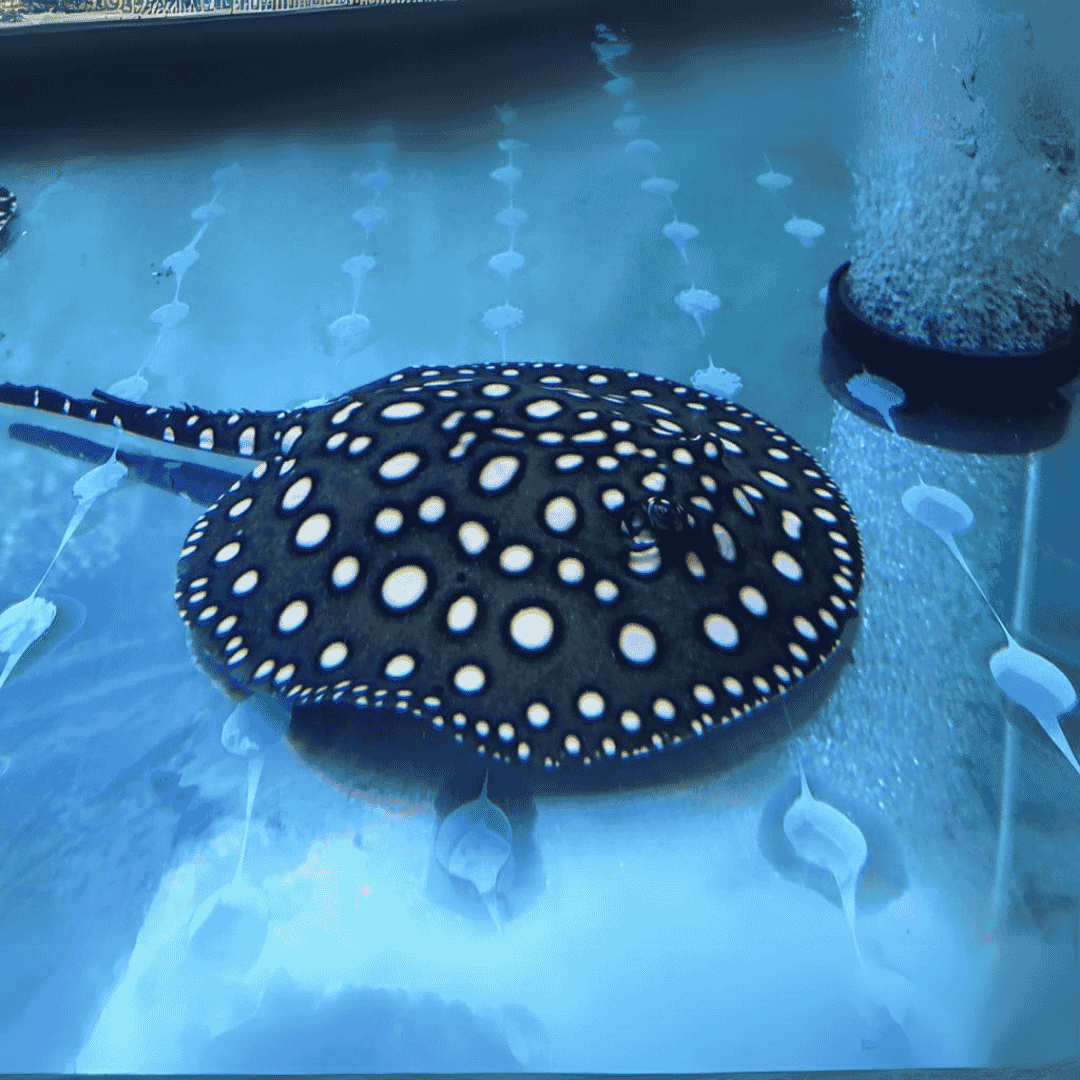 Black diamond Stingray