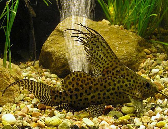 Feather fin synodontis