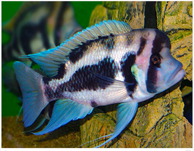 Frontosa adults