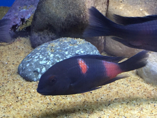 Bulu point Cichlid Small