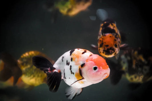 Ranchu calico