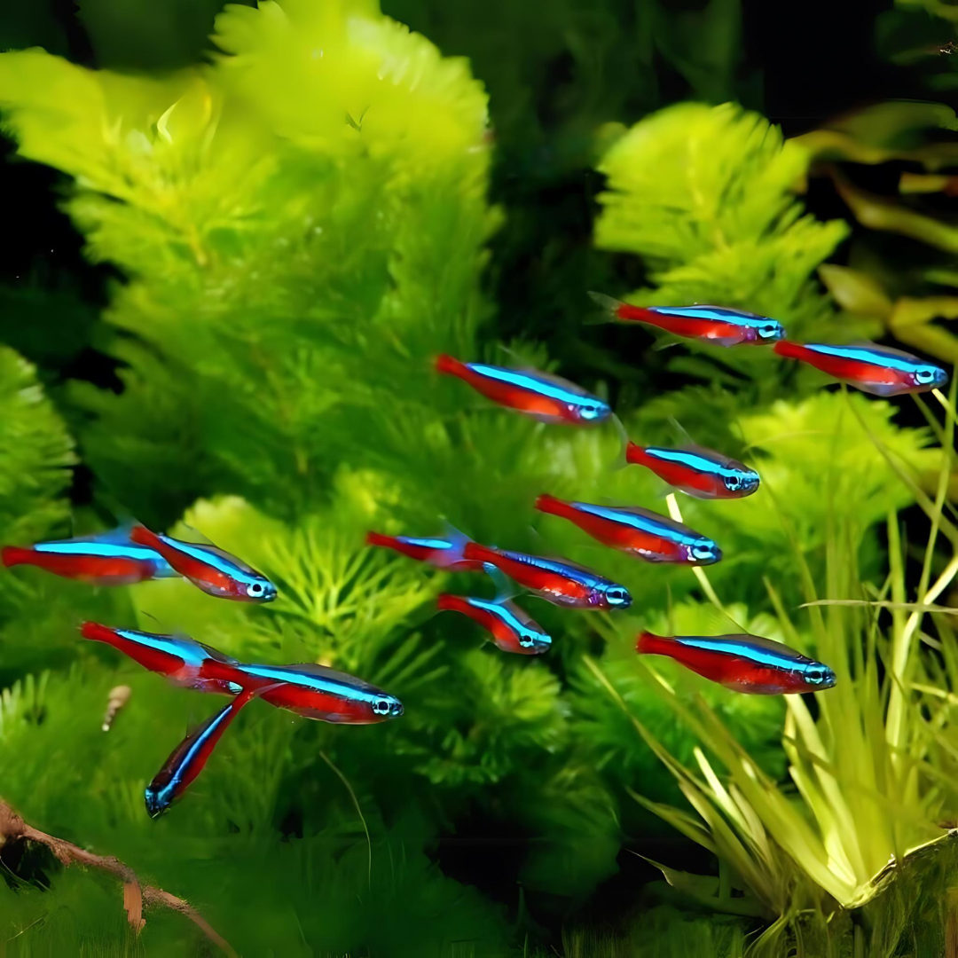 Cardinal tetra